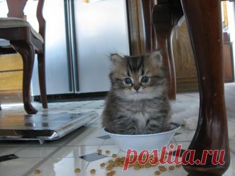 Прикольных котов пост - ЯПлакалъ