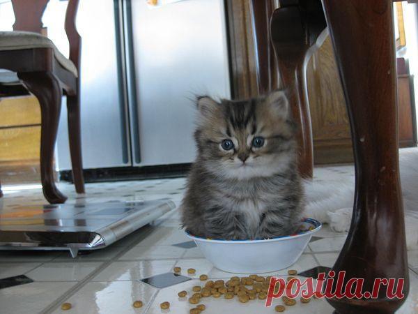 Прикольных котов пост - ЯПлакалъ