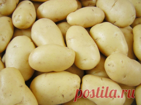 Лучшие сорта картофеля для ценителей вкуса и любителей урожая