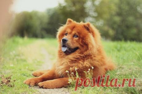 Порода собак чау-чау На протяжении нескольких столетий человек проявлял особый интерес к собакам породы чау-чау. Сегодня такие питомцы также любимы многими людьми не только благодаря нестандартной внешности, но и особенно...