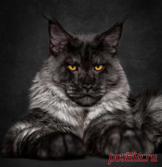 Портреты кошек