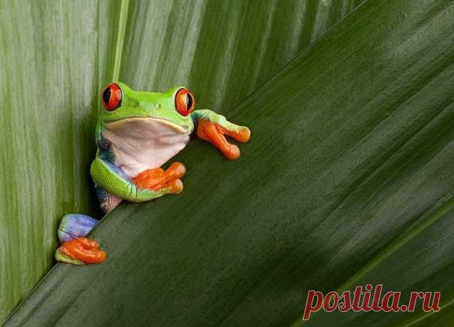 Красноглазая квакша - мультяшная лягушка - Путешествуем вместе