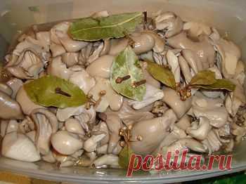Рецепт маринованной вешенки - Грибы на зиму . 1001 ЕДА вкусные рецепты с фото!