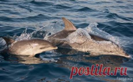 Факты из жизни дельфинов, о которых вы не подозревали В доброте и отзывчивости, уме и смекалке дельфинов уверены все. Их ловкость, грация и сообразительность восхищают нас при посещении дельфинариев. О высоком интеллекте сообщают исследования ученых. Все эти сведения соответствуют действительности. Однако наряду с добротой