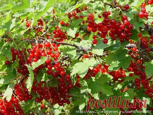 Как получать суперурожаи малины, смородины, крыжовника, вишни