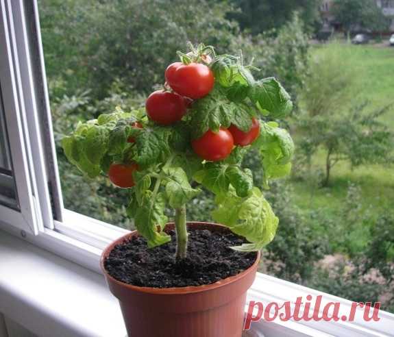ОГОРОД НА ПОДОКОННИКЕ. Что можно вырастить на собственной кухне? | Как устроить зимой на подоконнике огород для начинающих - выращиваем огурцы, помидоры, другие виды овощей и зелень с видео