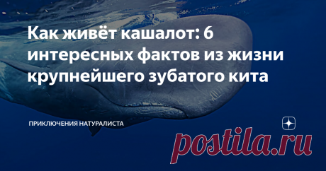 Как живёт кашалот: 6 интересных фактов из жизни крупнейшего зубатого кита Об этом величественном животном писал ещё Герман Мелвилл — его Моби Дика знает весь мир! А что обычный человек знает о кашалотах? Только то, что кашалот является родственником кита! А ведь физиология этого животного поистине уникальна. Интересно уже то, что ровно ⅓ всей тушки занимает голова, а сама тушка может достигать 50 тонн веса и 20 м длины! Ладно размеры, а поведение? А таланты?