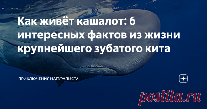 Как живёт кашалот: 6 интересных фактов из жизни крупнейшего зубатого кита Об этом величественном животном писал ещё Герман Мелвилл — его Моби Дика знает весь мир! А что обычный человек знает о кашалотах? Только то, что кашалот является родственником кита! А ведь физиология этого животного поистине уникальна. Интересно уже то, что ровно ⅓ всей тушки занимает голова, а сама тушка может достигать 50 тонн веса и 20 м длины! Ладно размеры, а поведение? А таланты?