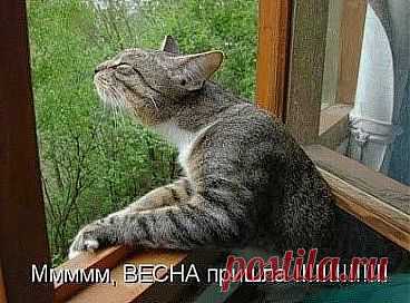 (43) Одноклассники