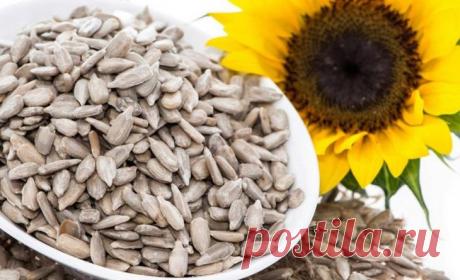 Семечки подсолнуха: польза и вред для организма Многим известны семечки подсолнуха, но мало кто задумывается о полезных качествах данного продукта. Его питательная ценность во много раз превосходит мясо и яйца.
Сколько калорий в семечках подсолнуха...