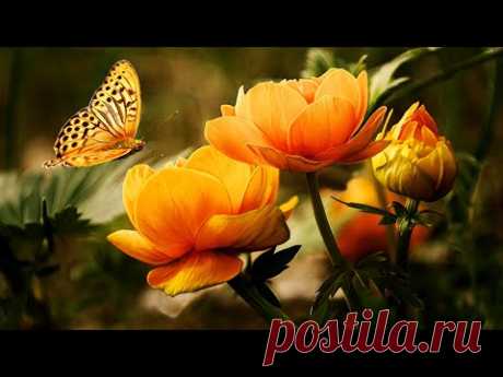 Музыка для Души и Цветы 2 (Beautiful flowers) !!!