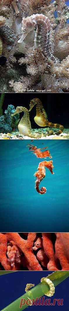 Seahorse (морские коньки)