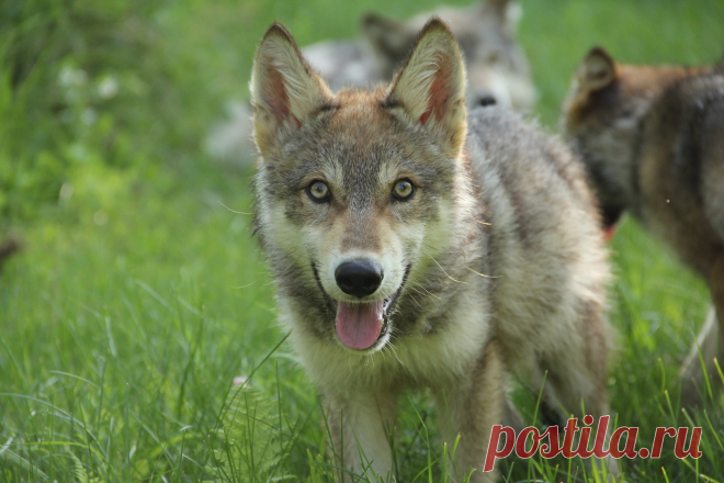 Young Pup | Taken at Minnesota WIldlife Connection | McKenzie Greenly | Flickr