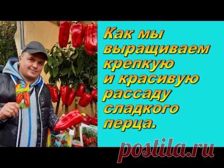Рассада сладкого перца от посева до высадки - рабочие советы!