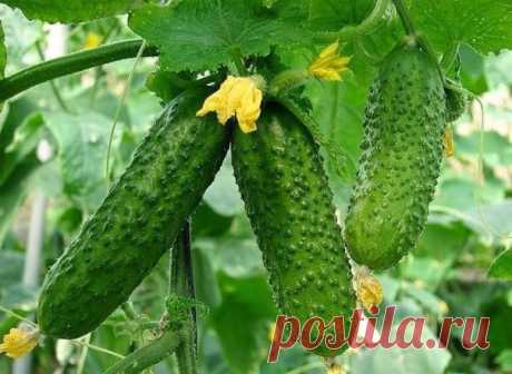 20-25 ранних огурцов с куста-увеличение корневой системы.

Увеличение корневой системы огурцов - 20-25 ранних огурцов с куста

Существует еще весьма эффективный метод выращивания раннего урожая огурцов - в среднем по 20-25 шт. с каждого куста. Урожай при использовании этого метода в несколько раз выше обычного.

Для этого сухие семена огурцов высевают в ящики, на дно насыпают песка - для фильтрации, сверху добавляют почвосмесь (50% огородной земли и 50% перегноя). Наполнят...