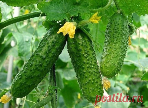 20-25 ранних огурцов с куста-увеличение корневой системы.

Увеличение корневой системы огурцов - 20-25 ранних огурцов с куста

Существует еще весьма эффективный метод выращивания раннего урожая огурцов - в среднем по 20-25 шт. с каждого куста. Урожай при использовании этого метода в несколько раз выше обычного.

Для этого сухие семена огурцов высевают в ящики, на дно насыпают песка - для фильтрации, сверху добавляют почвосмесь (50% огородной земли и 50% перегноя). Наполнят...