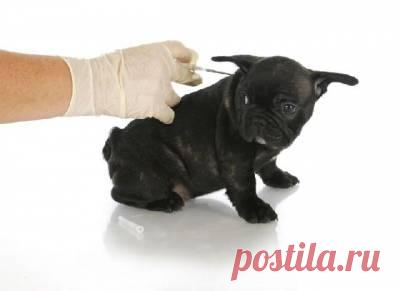 Укол собаке: техника безопасности, возможные осложнения