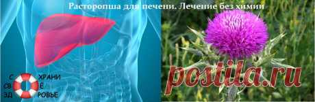 Расторопша для печени