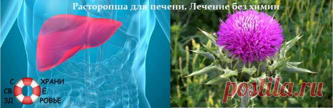 Расторопша для печени