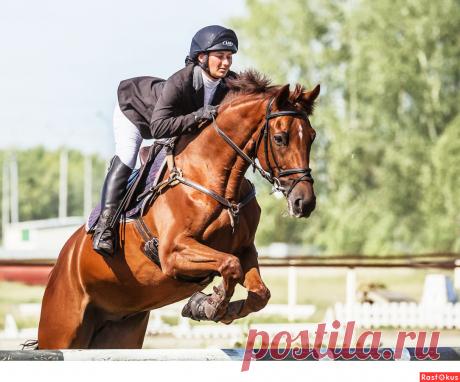 Сан Саныч. Конкур - Фотосайт Rasfokus.ru