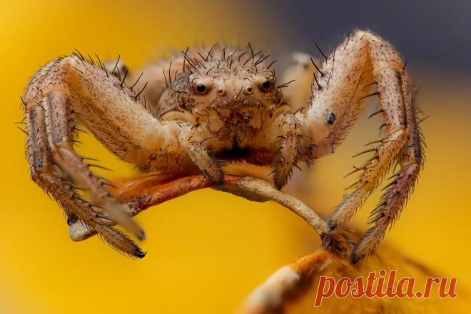 Пожужжим? 10 оригинальных макро снимков насекомых | Российское фото | Яндекс Дзен