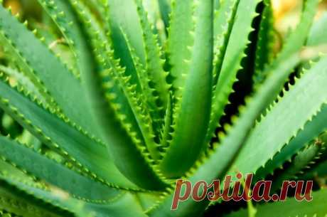 Алоэ настоящее, или Алоэ вера — суккулентное травянистое растение; вид рода Алоэ (Aloe) подсемейства Асфоделовые (Asphodelaceae) семейства Ксанторреевые (Xanthorrhoeaceae). Широко используется в медицине и косметике.

Состав
Показать полностью…