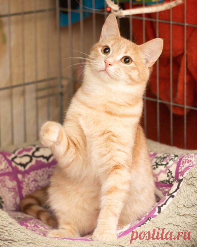 Прикольных котов пост - ЯПлакалъ