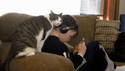 Интересно - 50 GIF-доказательств, что коты — чертовски весёлые ребята