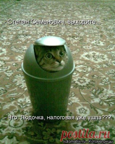 Котоматрицы на пятницу для весельчаков (42 фото)