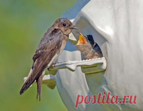 Purple Martin with Baby. New Britain Pa.  Many thanks to all who take the time to view, comment and favoring my images. Enjoy the day.