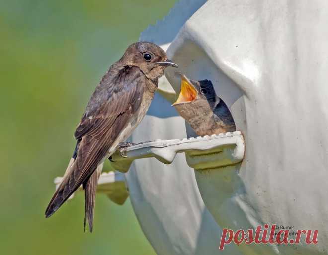 Purple Martin with Baby. New Britain Pa.  Many thanks to all who take the time to view, comment and favoring my images. Enjoy the day.