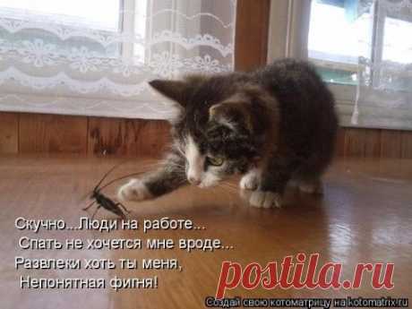 Котоматрица - фотографии животных с прикольными надписями ))