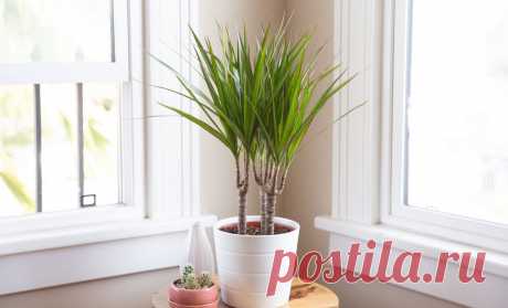 Как нельзя ухаживать за драценой зимой: 5 главных ошибок | Огород на подоконнике | Яндекс Дзен