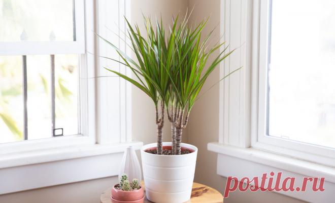 Как нельзя ухаживать за драценой зимой: 5 главных ошибок | Огород на подоконнике | Яндекс Дзен