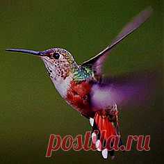 птицы