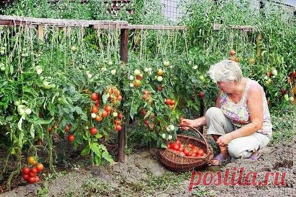 ТРИ ВАЖНЫХ РЕКОМЕНДАЦИИ ПО ВЫРАЩИВАНИЮ ТОМАТОВ! 