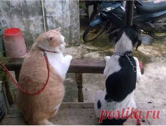 Видимо кота здесь любят больше 😄