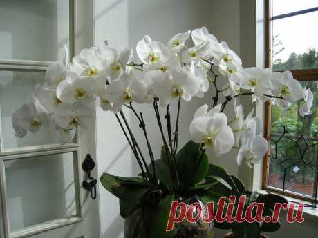 Самое главное при выращивании орхидеи - мой опыт ухода | Садовник | Яндекс Дзен