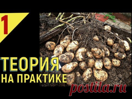 ВЫРАЩИВАНИЕ КАРТОФЕЛЯ от А до Я   Меристемное размножение репродукция столоны Часть1