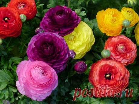 10 популярных не зимостойких луковичных. Фото — Ботаничка