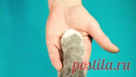 Как научить кошку давать лапу | Прохвост | Яндекс Дзен