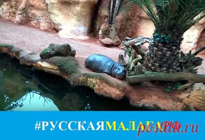 Бегемоты в Биопарке Фуэнхирола Очень позитивно!