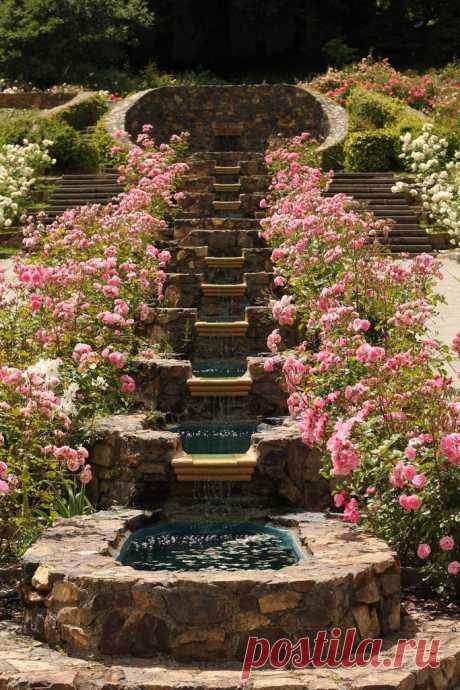 roses - roses - roses | Roses and pearls