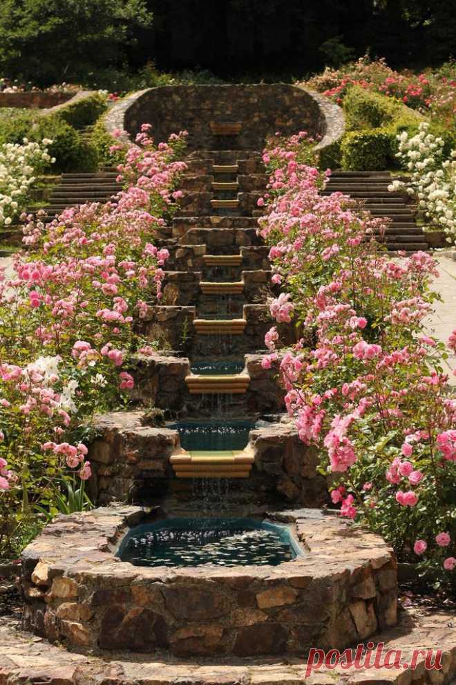 roses - roses - roses | Roses and pearls