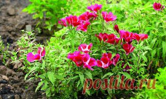 Как выращивать годецию на дачном участке своими руками В этой статье поговорим о том, как выращивать годецию на дачном участке. Рассмотрим самые популярные сорта этого растения и способы посадки и ухода.