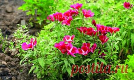 Как выращивать годецию на дачном участке своими руками В этой статье поговорим о том, как выращивать годецию на дачном участке. Рассмотрим самые популярные сорта этого растения и способы посадки и ухода.