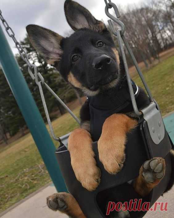 (181) Push me, please! | Cute Animals