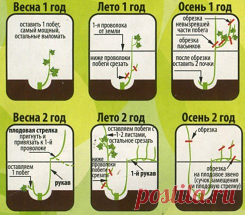 Для самого красивого виноградника!
