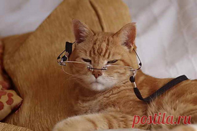 Продолжительность жизни кошек, сколько лет живут в домашних условиях