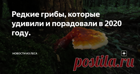 Редкие грибы, которые удивили и порадовали в 2020 году. Часть 1. Прошлогодние футбольные мячи.
Часть 2. Паразит на паразите.
Часть 3. Половая форма чаги.
Часть 4. Подмосковный настоящий сморчок.
Часть 5. Подмосковный рейши.
Часть 6. Весёлка в юбке.
Часть 7. Весёлка с розовыми яйцами.